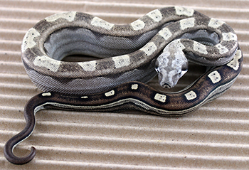 Female Motley Het Anery Possible Arabesque 66% Possible Het Kahl Albino (Het Snow)