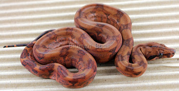 Female Blood 50% Hog Island Boa Constrictor