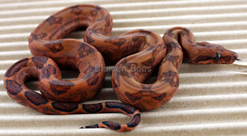 Male Blood 50% Hog Island Boa Constrictor