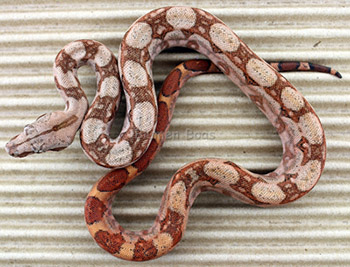 Female 66% Het Blood 50% Hog Island Boa Constrictor