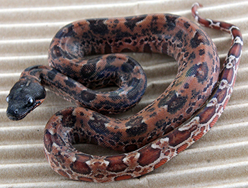 Female Hypo Leopard