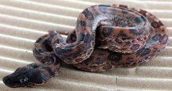 BLU6-18-19HYPOLEO - Picture taken on 6/30/19.