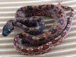 BLU6-18-19HYPOLEO - Picture taken on 6/30/19.