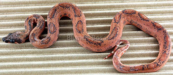 Female Possible Super Hypo Leopard Boa Constrictor