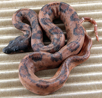 Female Possible Super Hypo Leopard Boa Constrictor