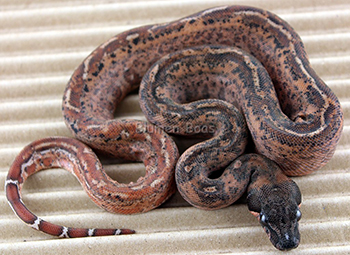 Female Possible Super Hypo Leopard Boa Constrictor