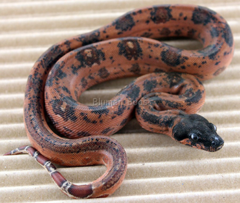 Female Possible Super Hypo Leopard Boa Constrictor