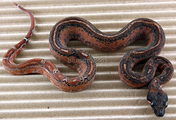 Female Possible Super Hypo Leopard Boa Constrictor