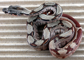 Female Hypo Het Leopard