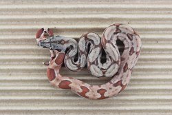 BLU6-28-19HYPOHETLEO2 - Picture taken on 7/13/19.