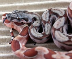 BLU6-28-19HYPOHETLEO2 - Picture taken on 7/13/19.