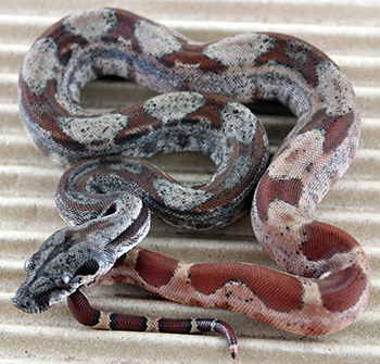 Male Hypo Het Leopard