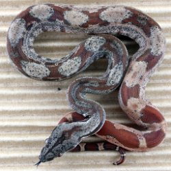 BLU6-28-19HYPOHETLEO4 - Picture taken on 7/13/19.