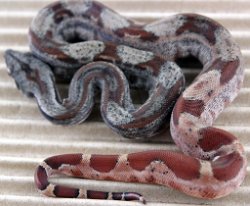 BLU6-28-19HYPOHETLEO4 - Picture taken on 7/13/19.