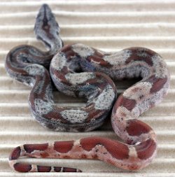 BLU6-28-19HYPOHETLEO4 - Picture taken on 7/13/19.