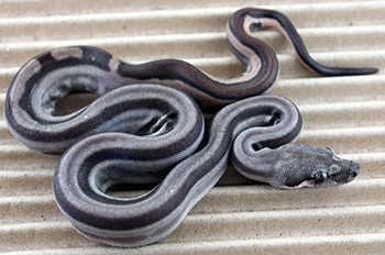 Female Motley het Eclipse (Het Leopard)