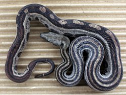 BLU6-28-19MOTHETLEO2 - Picture taken on 4/10/20.