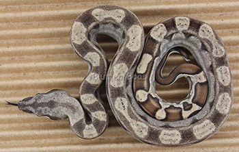 Female Motley het Anery