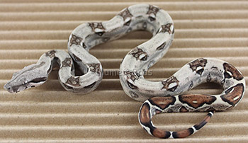 Female Pastel het Anery Boa Constrictor