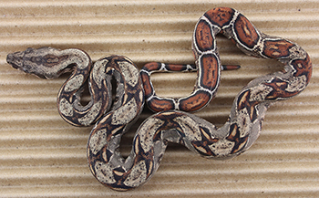 Female Het Leopard