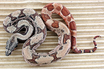 Female Possible Super Hypo het Leopard)