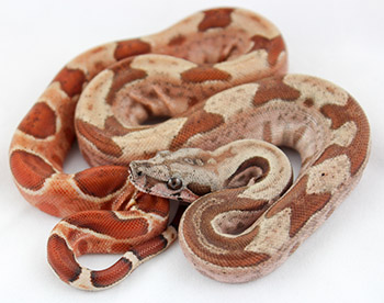 Male Possible Super Hypo Het Leopard