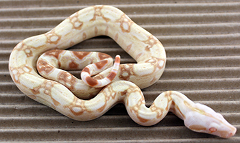 Female Sharp Albino 66% Het Russian T+ Albino