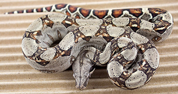 Female 66% het Russian T+ (Blonde T+) 66% het Sharp Albino