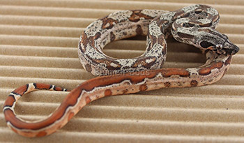 Male Hypo Het Leopard