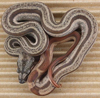 Female Hypo Motley het Eclipse (het Leopard)