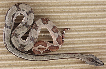 Female Hypo Motley het Eclipse (het Leopard)