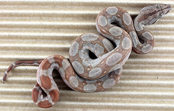 Male Central American T+ Albino het Type 2 Anery (het Type 2 Snow)