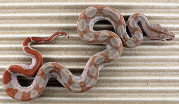 Female Central American T+ Sunglow het Type 2 Anery (het Type 2 Moonglow)