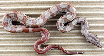 Male Central American T+ Sunglow het Type 2 Anery (het Type 2 Moonglow)