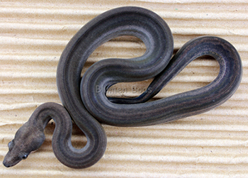 Female Eclipse (Colombian Motley Leopard) Boa Constrictor