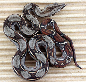 Male het Leopard Boa Constrictor