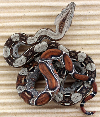 Female het Leopard Boa Constrictor