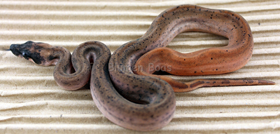 A Hypo Eclipse boa