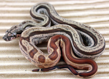 Male Hypo Motley het Eclipse (het Leopard) Boa Constrictor