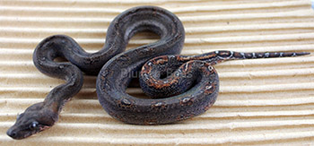 Female Leopard Boa Constrictor