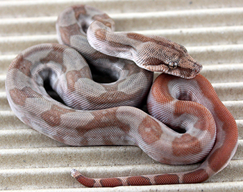 Male CA T+ Sunglow het Anery