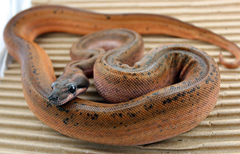 The first Hypo Eclipse boa (Salmon Colombian Motley Leopard)