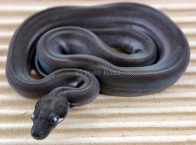 Eclipse boa