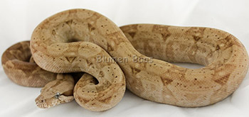 Achilles - CA T+ Snow 66% het Blood Boa Constrictor