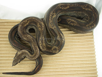 Adrian - Motley 66% het Leopard Boa Constrictor