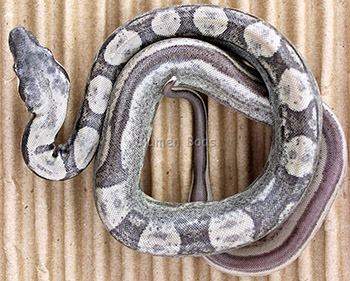 Alloy - Ghost Jungle Motley Boa Constrictor