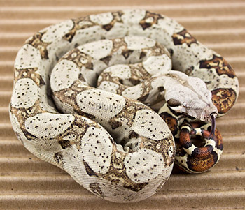 Anastasia - Russian T+ Albino 66% het Sharp Albino Boa Constrictor