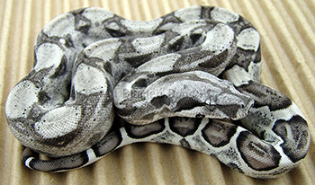 Female Anery 50% het Sharp Albino Boa Constrictor