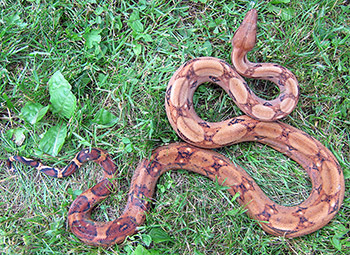 Athena - Blood 50% Hog Island Boa Constrictor