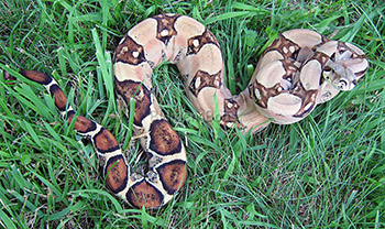 Atlas - Sugar Pastel Boa Constrictor